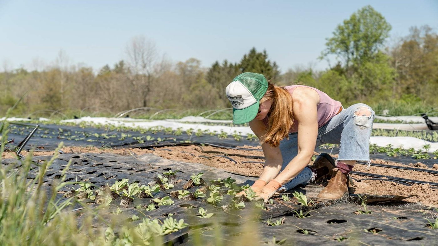 Backpacker harvesting fruits under Australian sun
